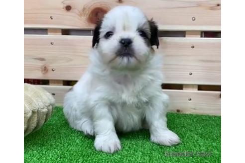 販売中の長野県のミックス犬-242737